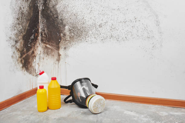 Best Black Mold Remediation in Walnut Creek, OH