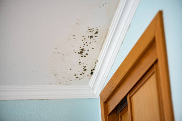 Best Bathroom Mold Remediation in Walnut Creek, OH