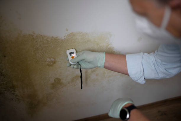 Best Basement Mold Remediation in Walnut Creek, OH