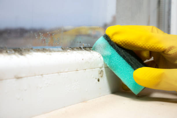 Best DIY Mold Remediation Support Services in Walnut Creek, OH