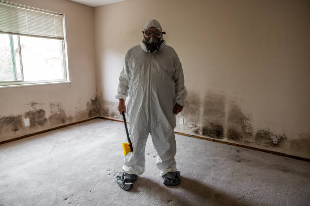 Best Post-Flood Mold Remediation in Walnut Creek, OH