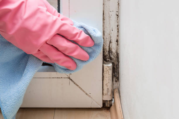 Best HVAC Mold Remediation in Walnut Creek, OH